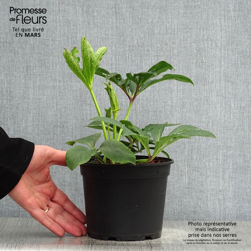 Eléboro oriental Pink Maceta 2L/3L Ejemplar entregado en la primavera