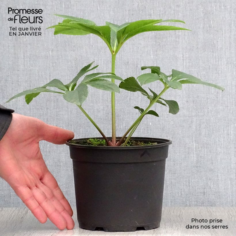 Eléboro oriental Pink Green Centre Maceta 2L/3L Ejemplar entregado en invierno