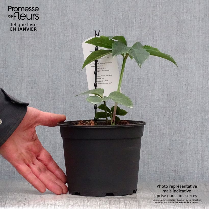 Eléboro oriental Slaty Blue Maceta 2L/3L Ejemplar entregado en invierno