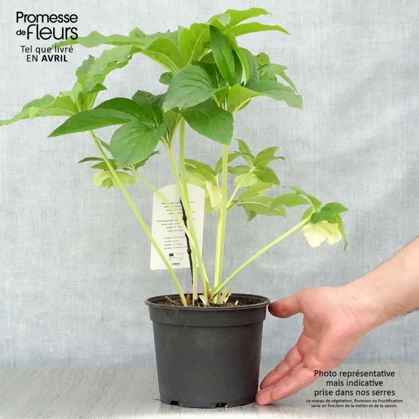 Eléboro oriental Super Yellow Maceta 2L/3L Ejemplar entregado en la primavera