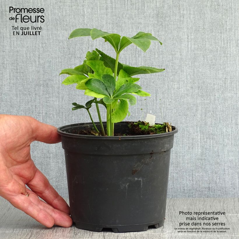 Ejemplar de Eléboro oriental ViV Ariana Maceta 2L/3L entregado en verano