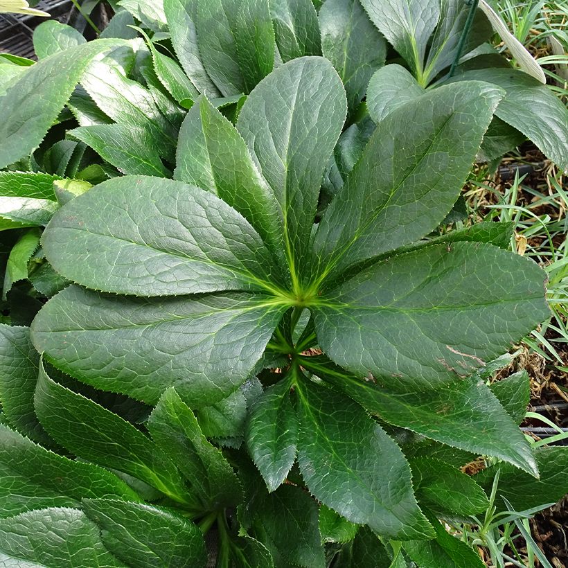 Eléboro oriental ViV Batista (Follaje)