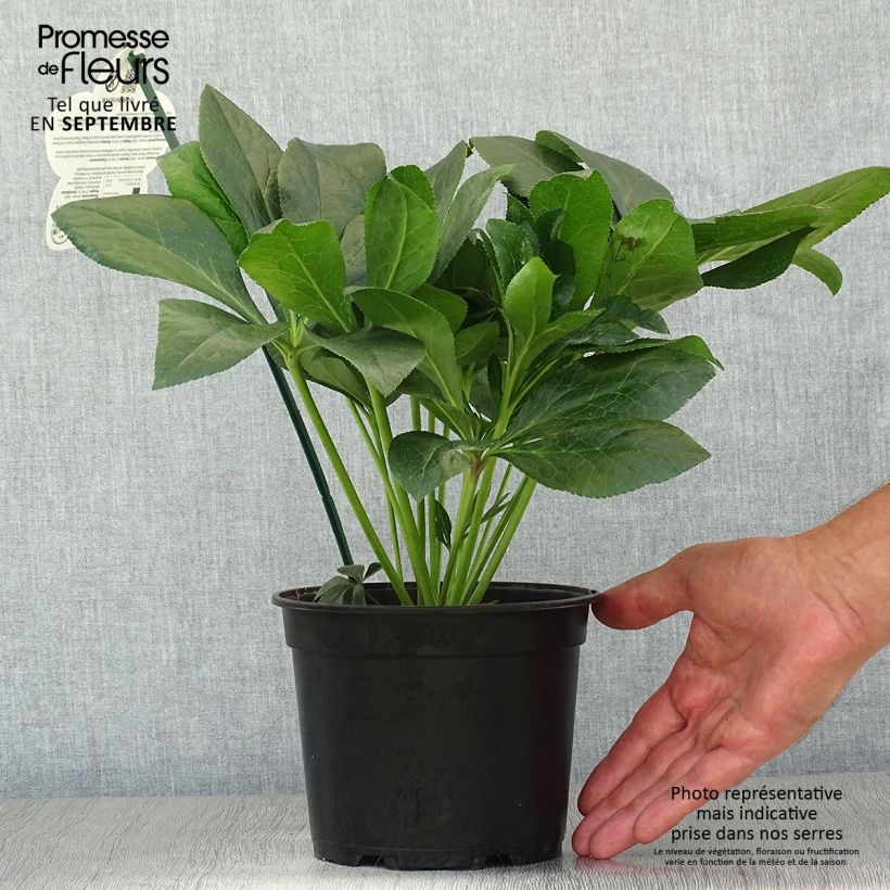Ejemplar de Eléboro oriental ViV Batista Maceta 2L/3L entregado en otoño