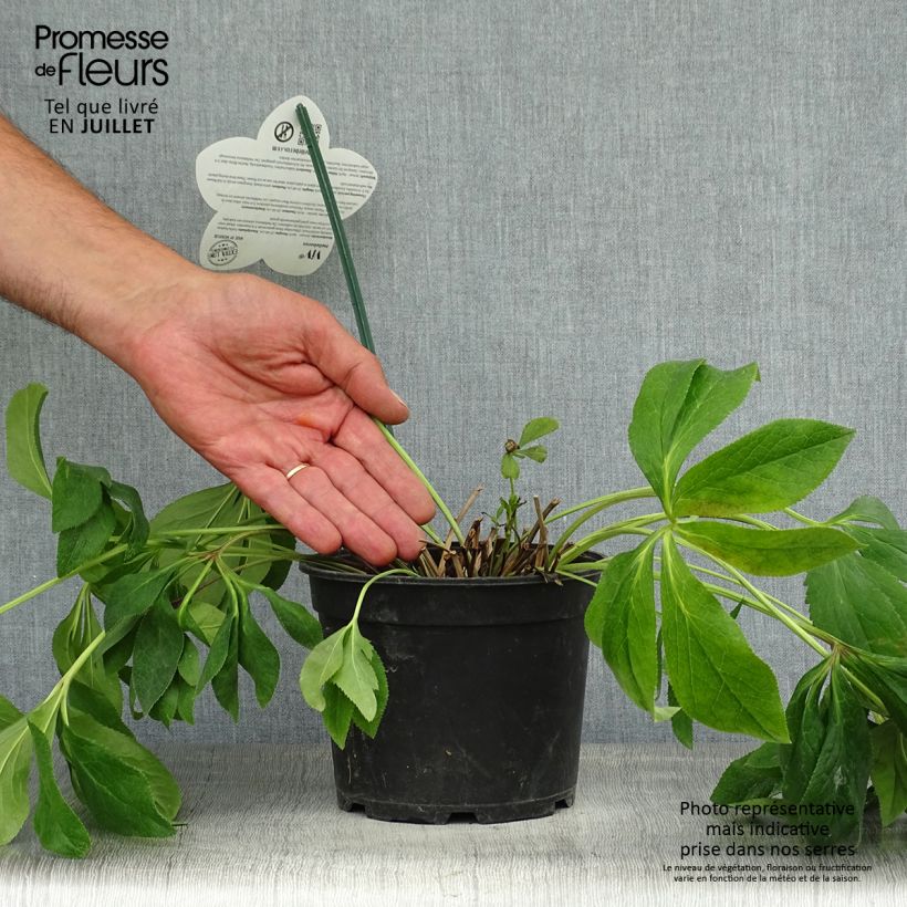 Ejemplar de Eléboro oriental ViV Batista Maceta 2L/3L entregado en verano