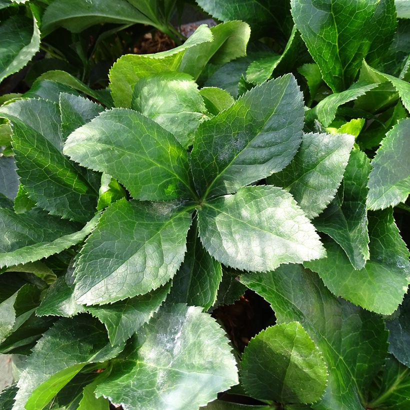 Eléboro oriental ViV Catharina (Follaje)