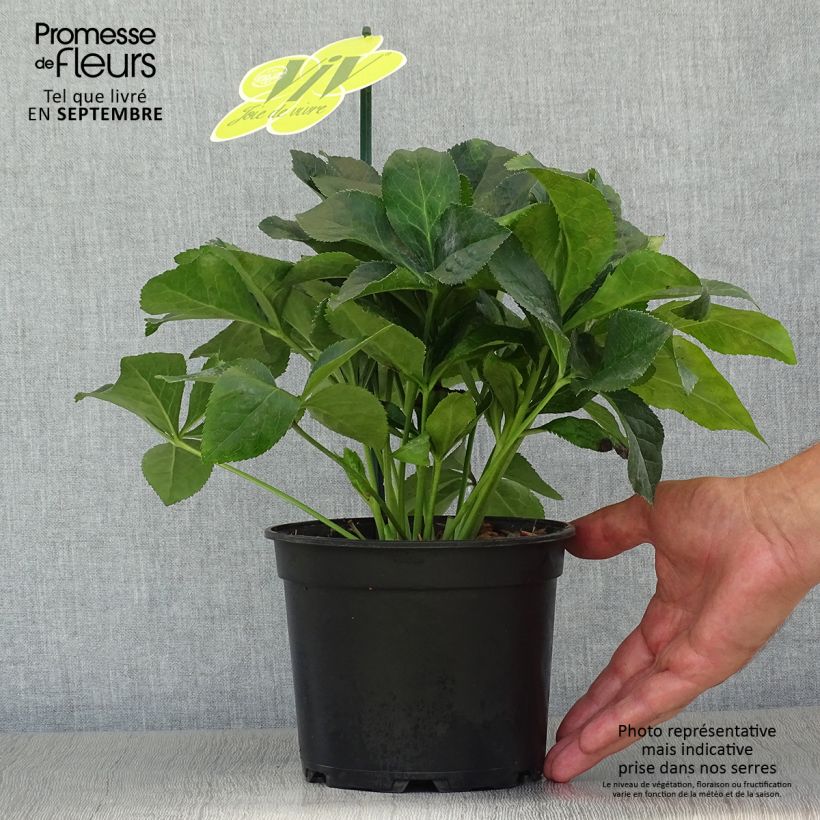 Ejemplar de Eléboro oriental ViV Catharina Maceta 2L/3L entregado en otoño