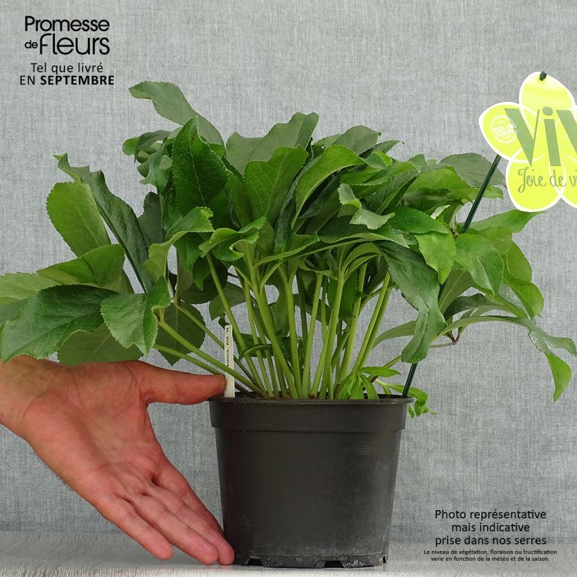 Ejemplar de Hellébore orientale ViV Cinzia Pot de 2L/3L entregado en otoño
