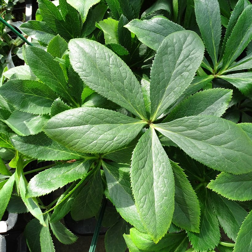 Eléboro oriental ViV Clarissa (Follaje)