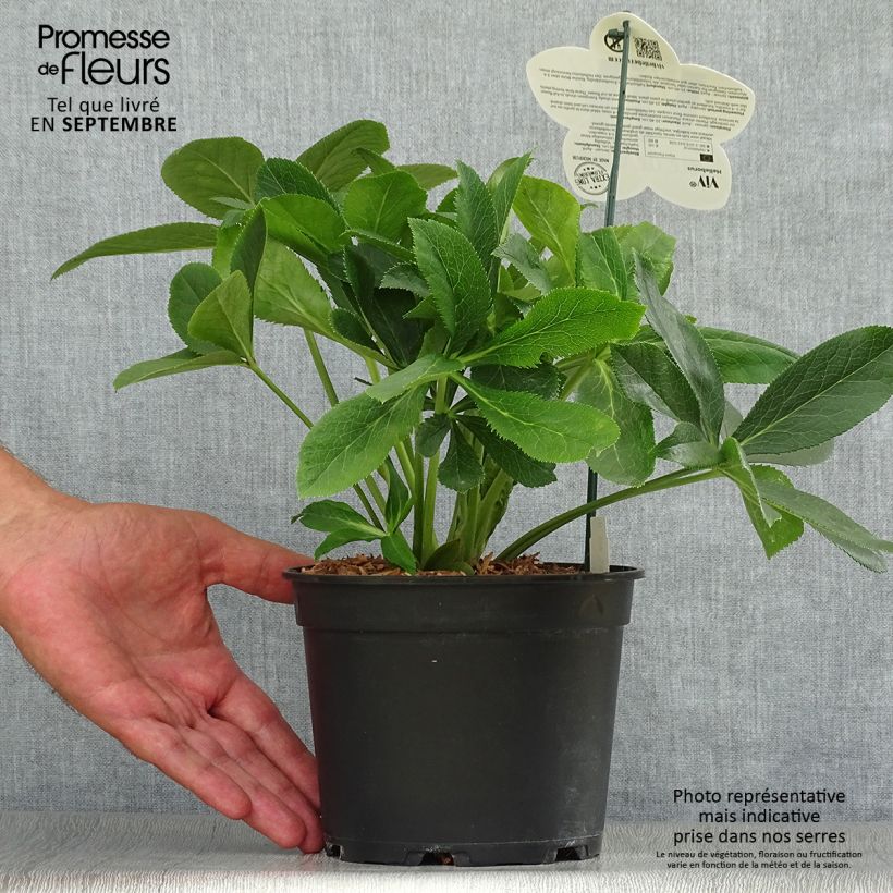 Ejemplar de Eléboro oriental ViV Clarissa Maceta 2L/3L entregado en otoño