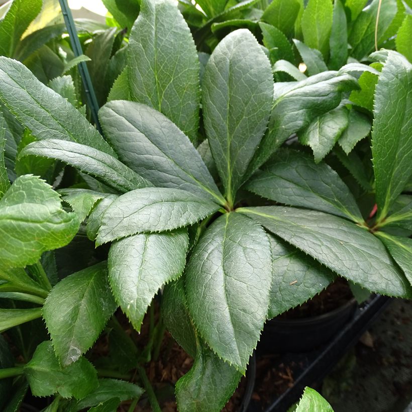 Eléboro oriental ViV Eloisa (Follaje)