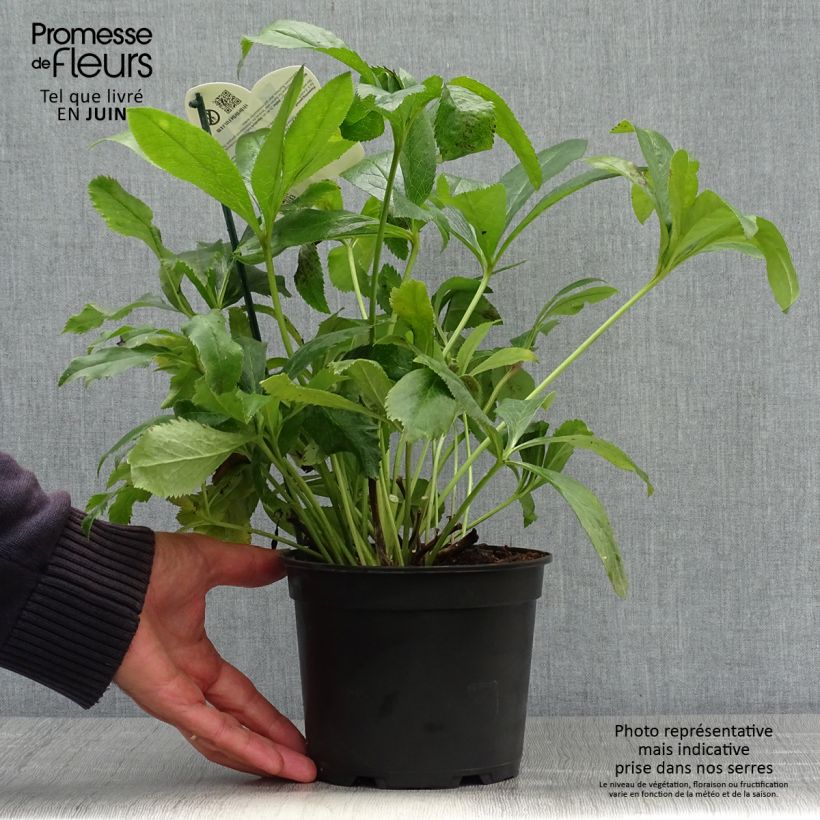 Ejemplar de Eléboro oriental ViV Elsa Maceta 2L/3L entregado en verano