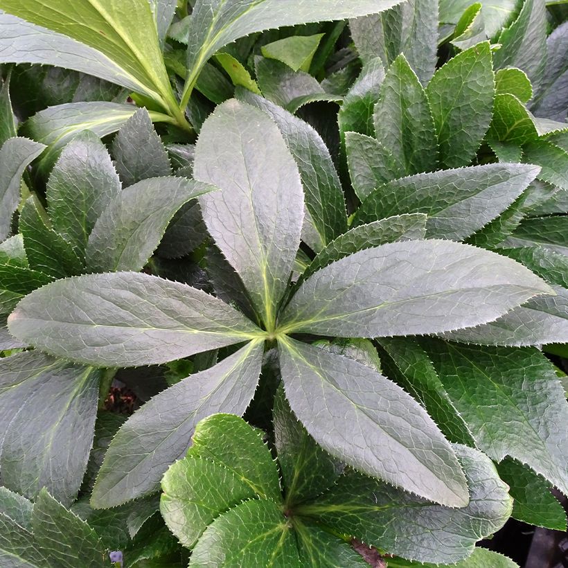Eléboro oriental ViV Halina (Follaje)