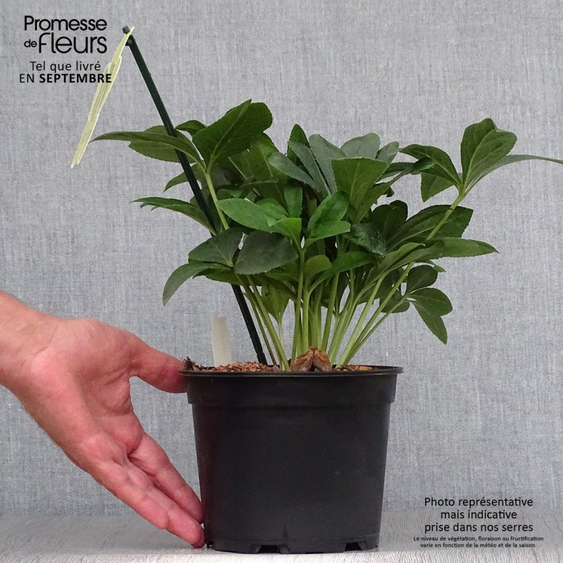 Ejemplar de Hellébore orientale ViV Halina Pot de 2L/3L entregado en otoño