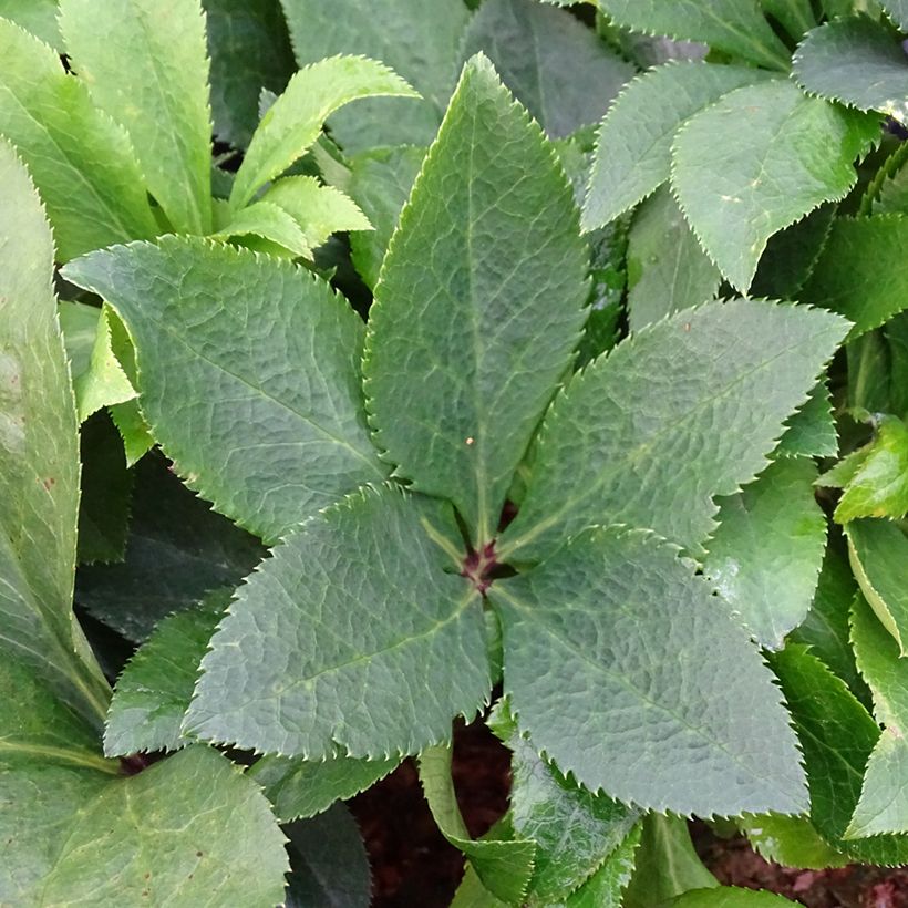 Eléboro oriental ViV Isabella (Follaje)