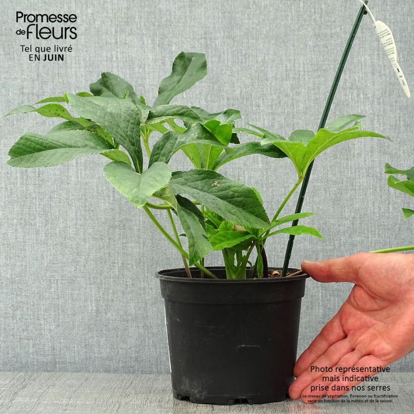 Ejemplar de Eléboro oriental ViV Laura Maceta 2L/3L entregado en verano