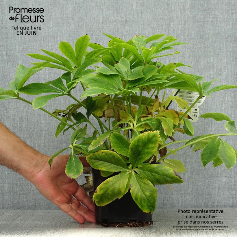 Ejemplar de Eléboro oriental ViV Lucrezia Maceta 2L/3L entregado en verano