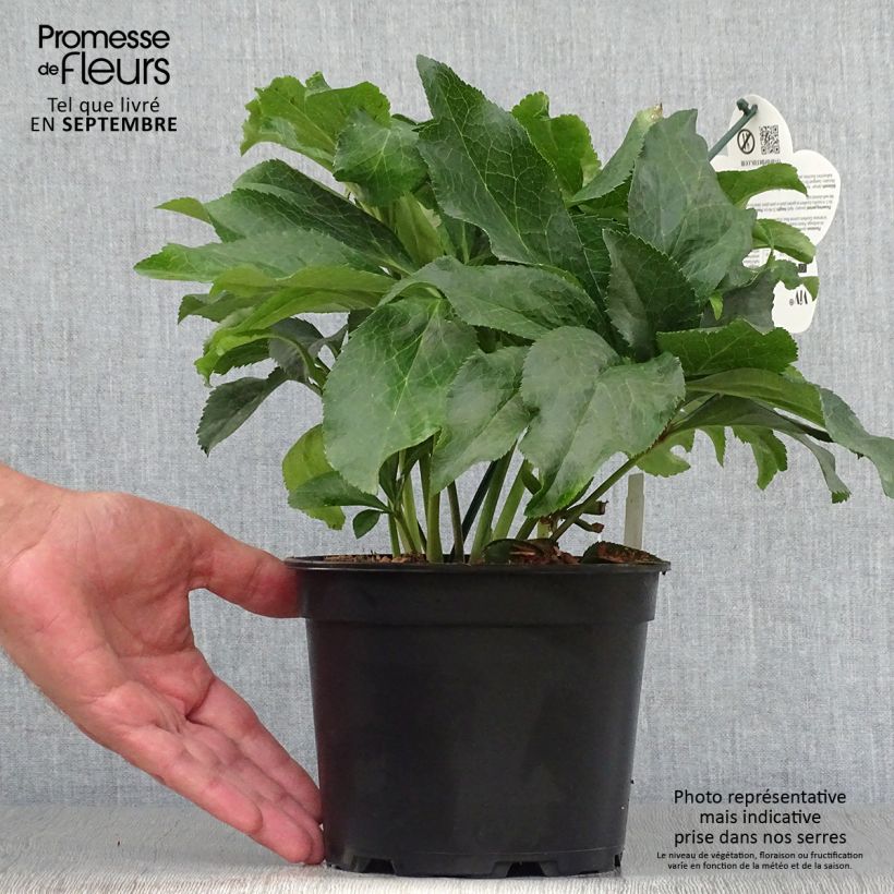 Ejemplar de Hellébore orientale ViV Micaela Pot de 2L/3L entregado en otoño