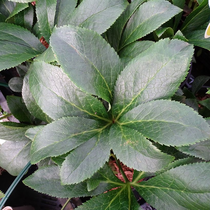 Eléboro oriental ViV Milana (Follaje)