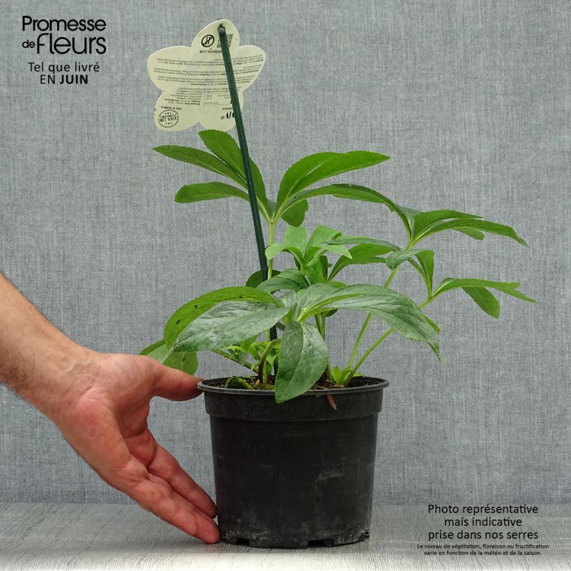 Ejemplar de Eléboro oriental ViV Patrizia Maceta 2L/3L entregado en verano