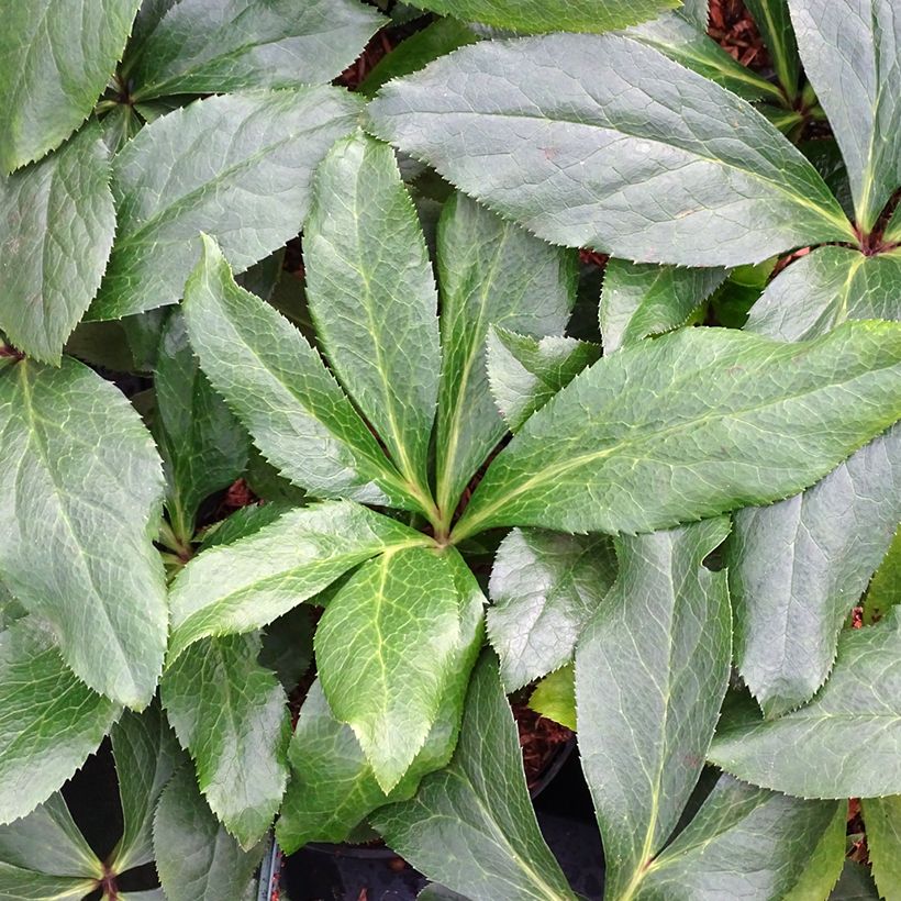 Eléboro oriental ViV Rosa (Follaje)
