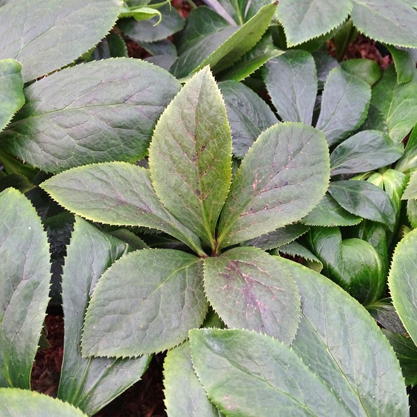 Eléboro oriental ViV Serafina (Follaje)