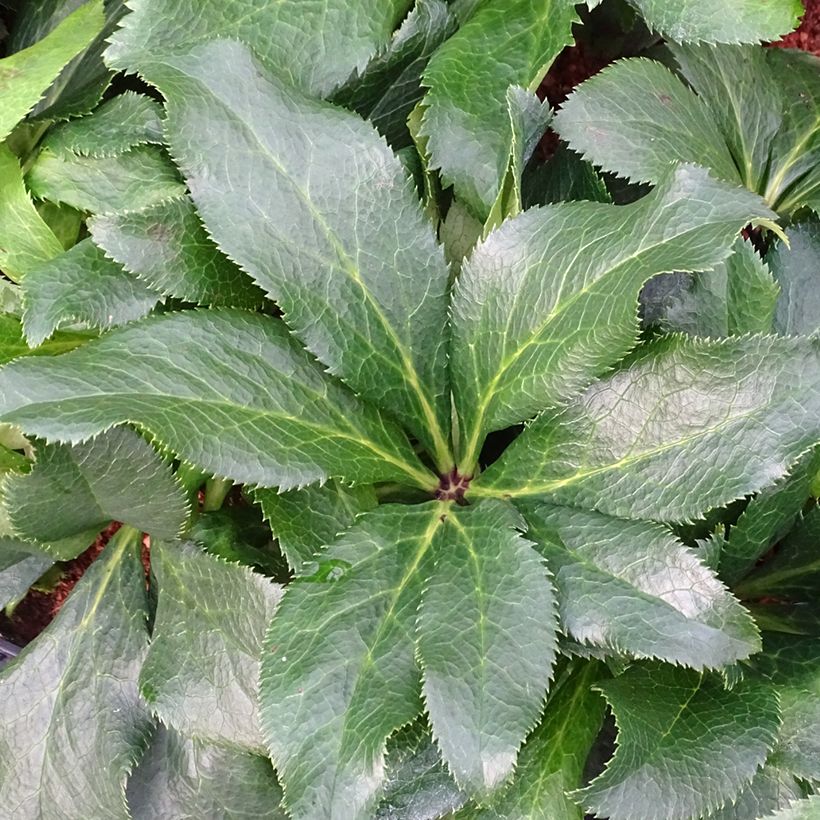Eléboro oriental ViV Stefania (Follaje)