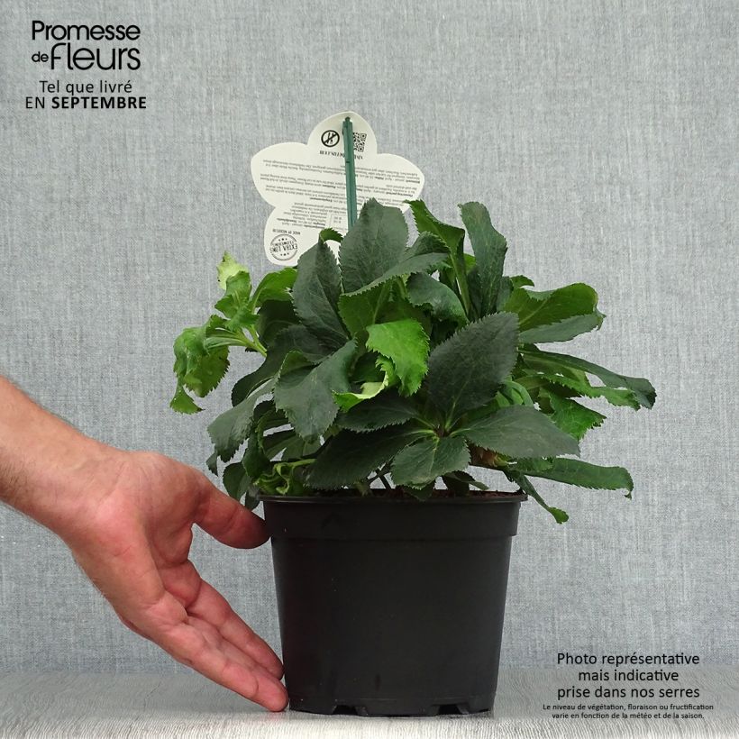 Ejemplar de Eléboro oriental ViV Stefania Maceta 2L/3L entregado en otoño
