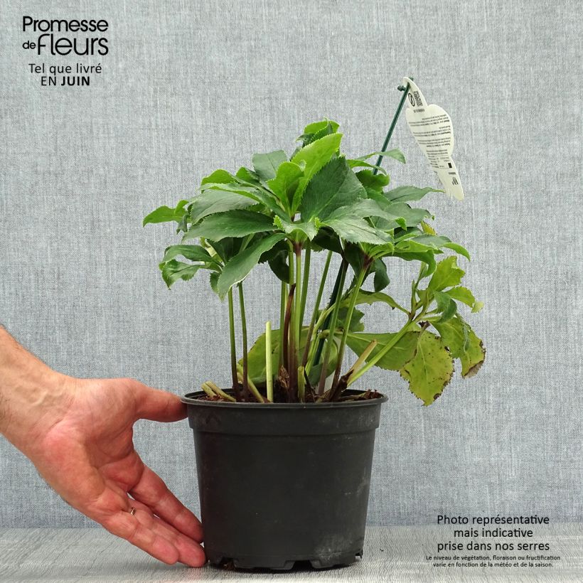 Ejemplar de Eléboro oriental ViV Stefania Maceta 2L/3L entregado en verano