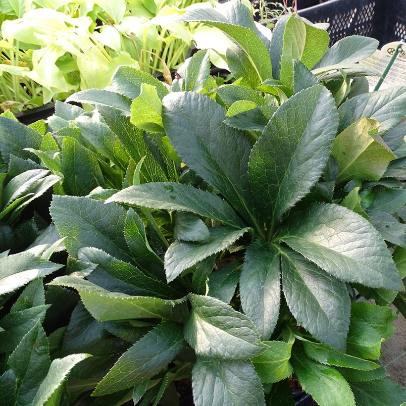 Eléboro oriental ViV Vera (Follaje)