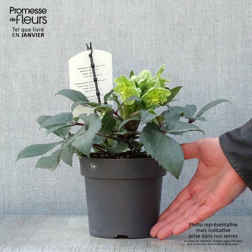 Eléboro sternii Boughton Beauty Maceta 1L/1,5L Ejemplar entregado en invierno