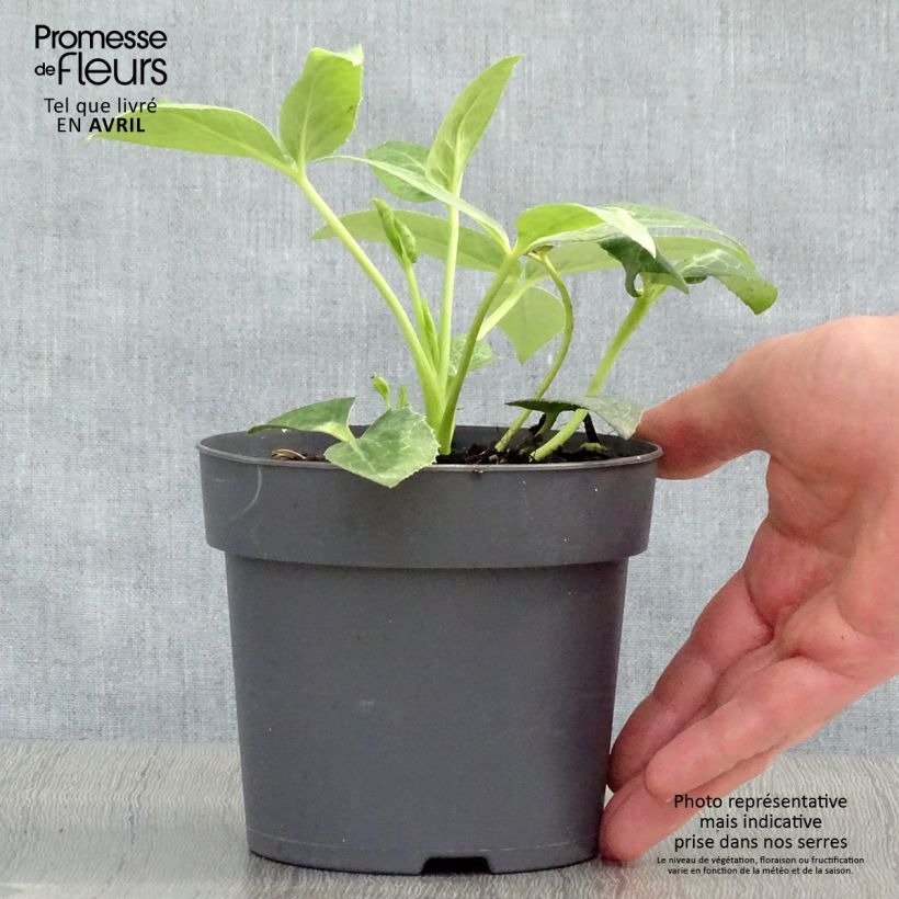 Eléboro de Stern - Helleborus sternii Maceta de 12 cm / 13 cm Ejemplar entregado en la primavera