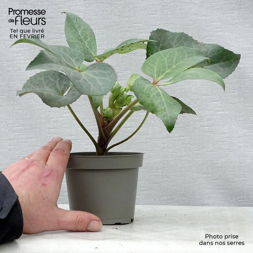 Eléboro sternii Remi Maceta 1L/1,5L Ejemplar entregado en invierno