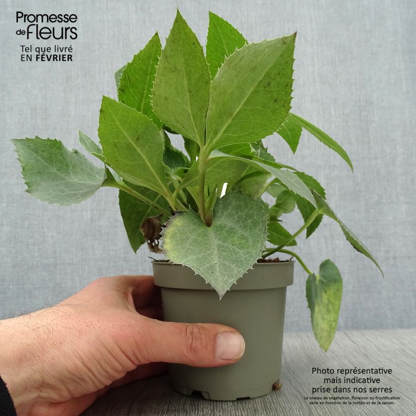 Eléboro sternii Remi Maceta de 12 cm / 13 cm Ejemplar entregado en invierno