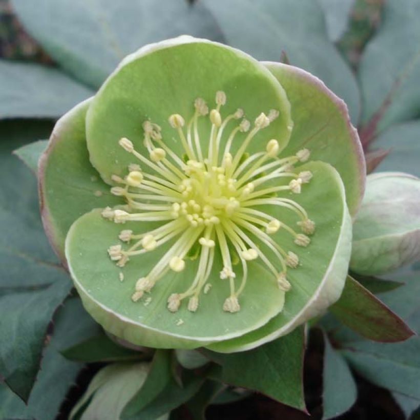 Eléboro sternii Grey Star (Floración)