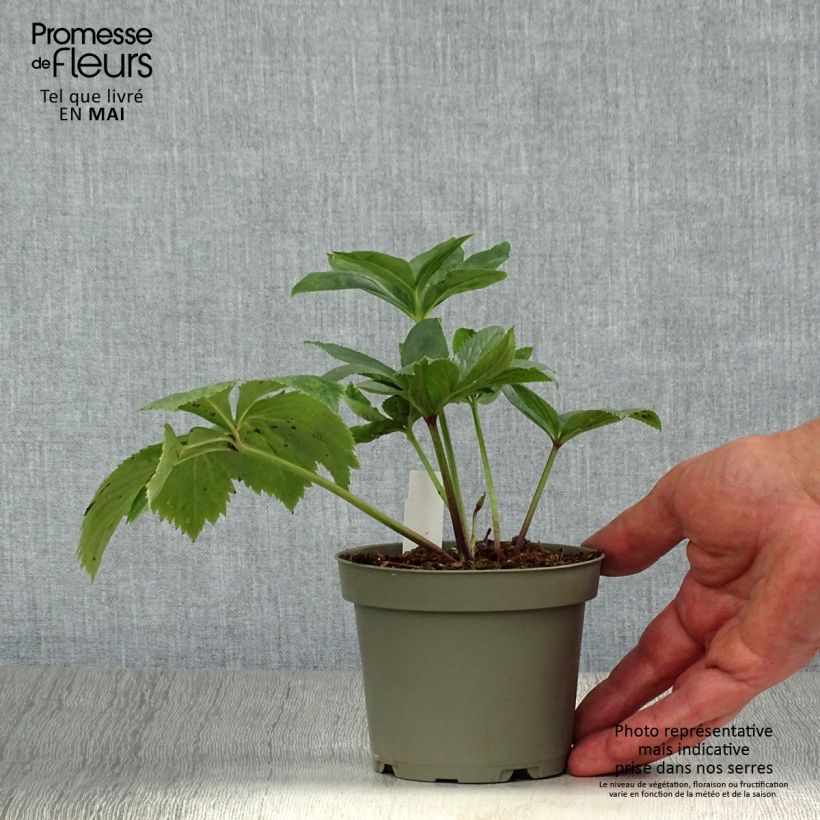 Helleboro torquato - Helleborus torquatus Maceta de 12 cm / 13 cm Ejemplar entregado en la primavera