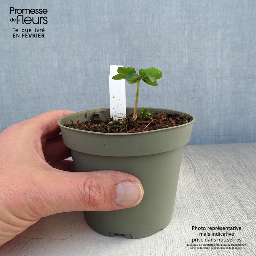 Helleboro torquato - Helleborus torquatus Maceta 1L/1,5L Ejemplar entregado en invierno