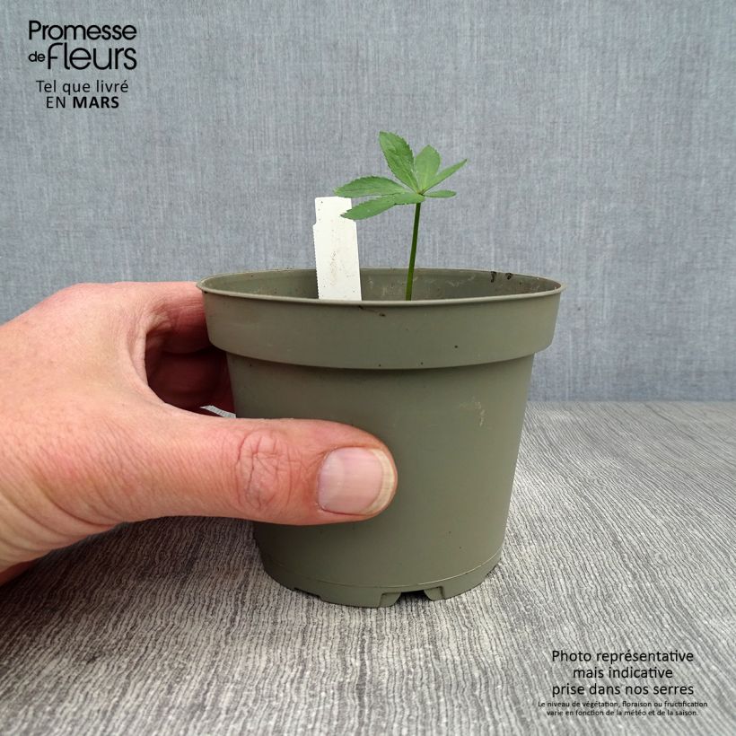 Helleboro torquato - Helleborus torquatus Maceta 1L/1,5L Ejemplar entregado en la primavera