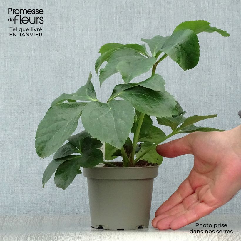 Helleborus orientalis subsp. abchasicus Maceta de 12 cm / 13 cm Ejemplar entregado en invierno