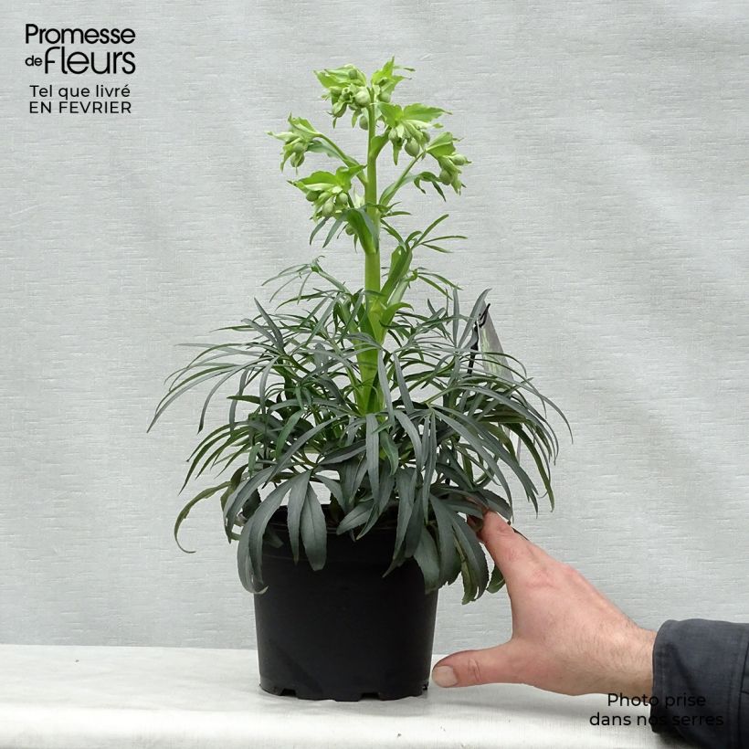 Eléboro fétido Sopron Maceta 1L/1,5L Ejemplar entregado en invierno