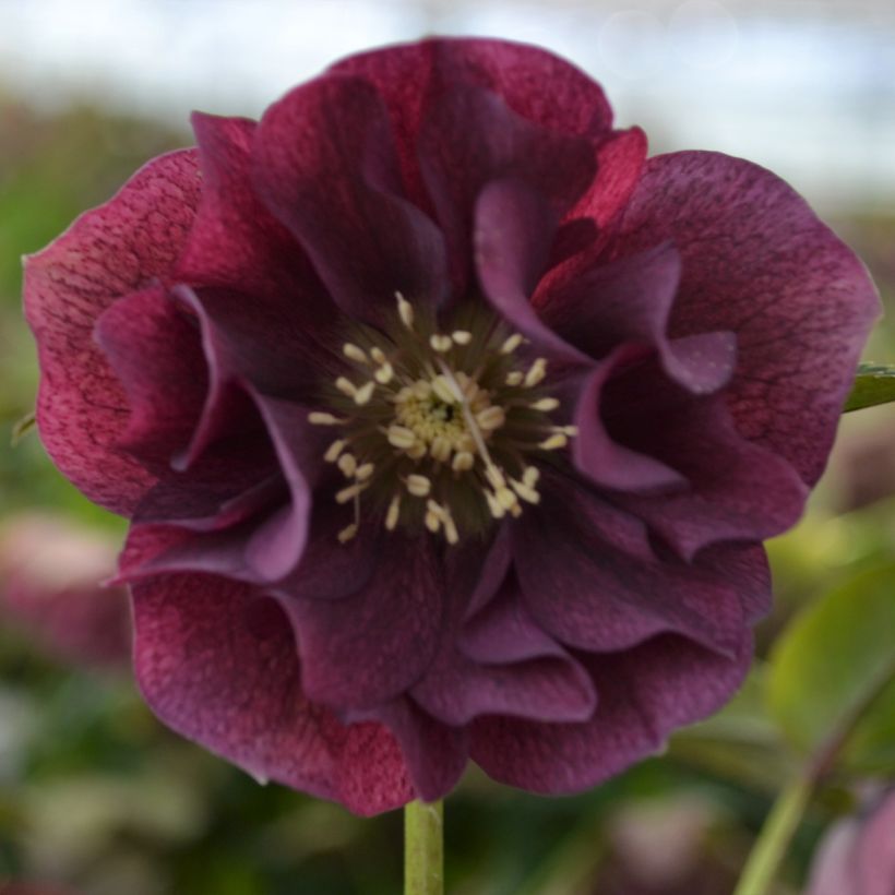 Eléboro oriental ViV Isabella (Floración)