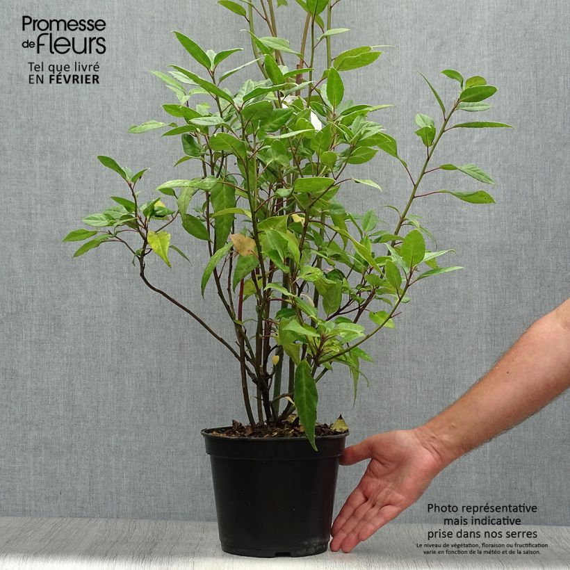 Ejemplar de Helwingia chinensis Maceta 2L/3L entregado en otoño