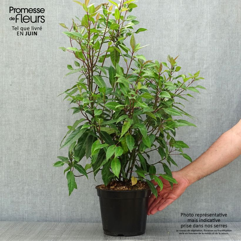 Ejemplar de Helwingia chinensis Maceta 2L/3L entregado en verano