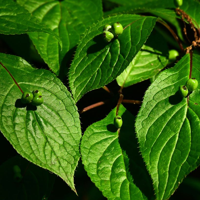 Helwingia japonica (Hembra) (Cosecha)