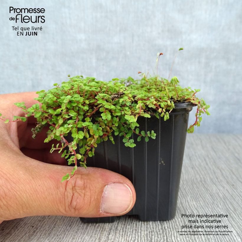 Ejemplar de Helxine soleirolii - Soleirolia Maceta de 7/8 cm entregado en verano