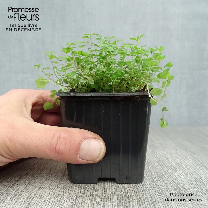 Helxine soleirolii - Soleirolia Maceta de 7/8 cm Ejemplar entregado en invierno