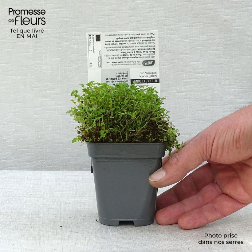 Helxine soleirolii - Soleirolia Maceta de 7/8 cm Ejemplar entregado en la primavera