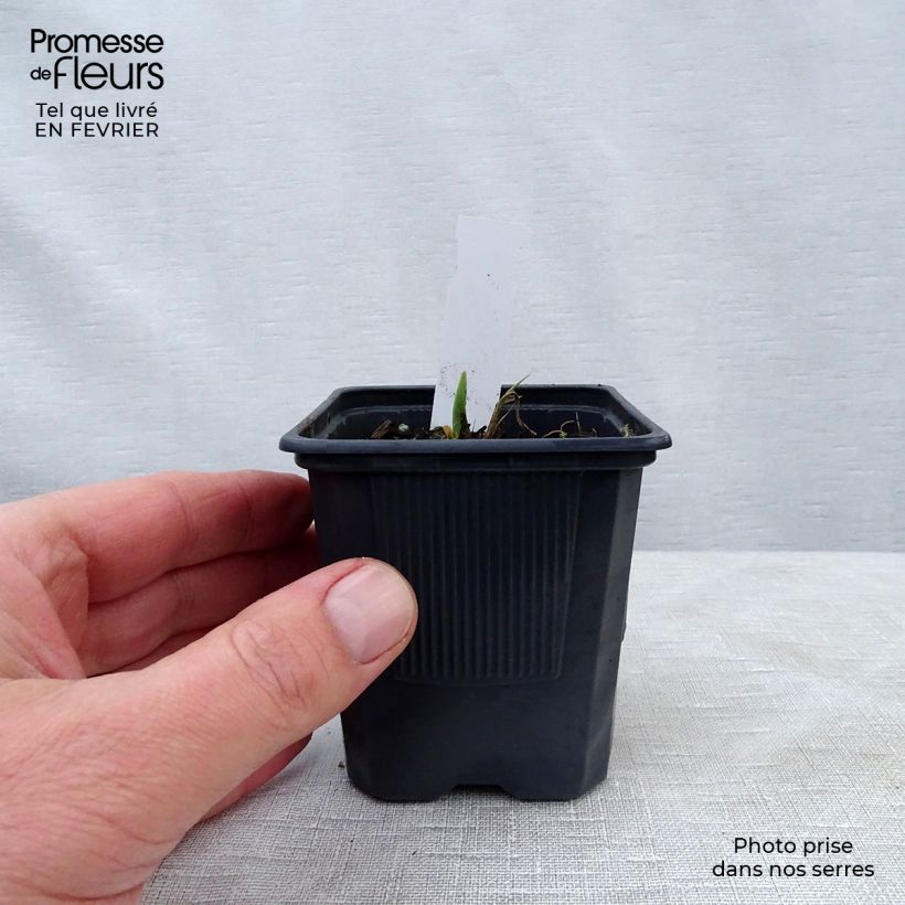 Hemerocallis Alice in Wonderland Maceta de 8/9 cm Ejemplar entregado en invierno