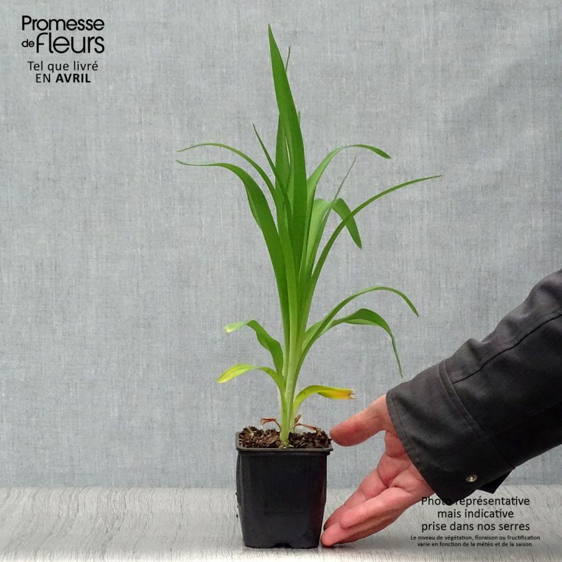 Hemerocallis Alice in Wonderland Maceta de 8/9 cm Ejemplar entregado en la primavera