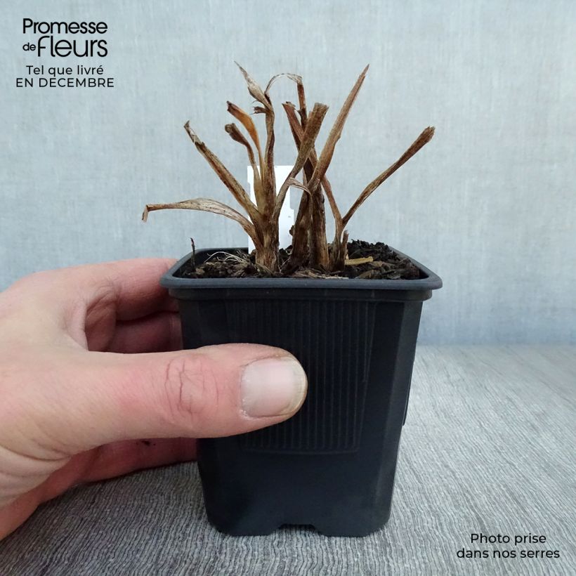 Hemerocallis American Revolution Maceta de 8/9 cm Ejemplar entregado en invierno