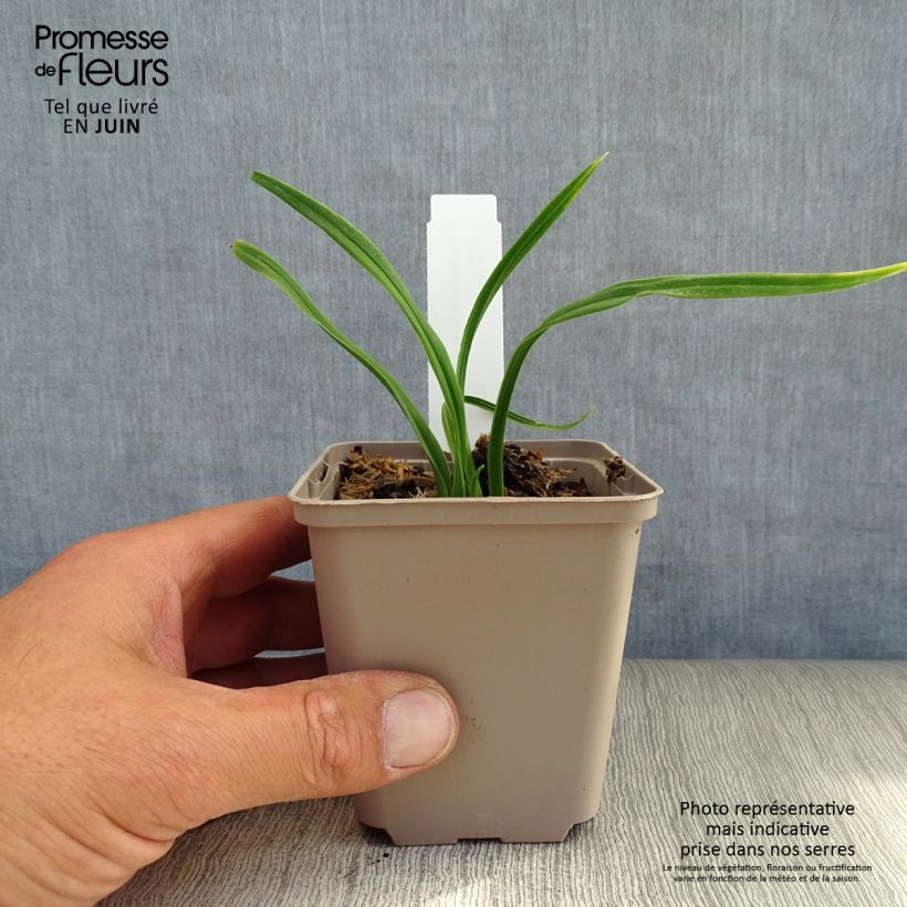 Ejemplar de Hemerocallis American Revolution Maceta de 8/9 cm entregado en verano